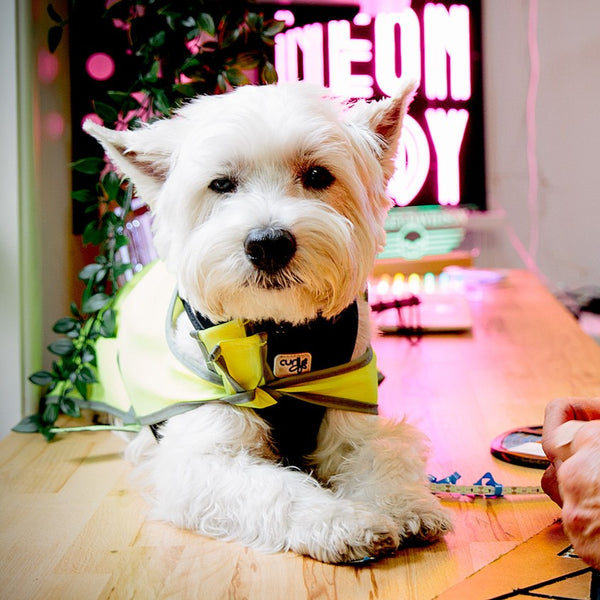 Harley — The Boss Dog & Quality Control Expert